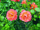buick_orange_roses.jpg