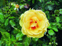 buick_yellow_rose.jpg